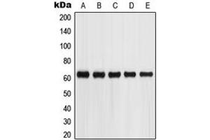 Western blot analysis of Glypican 5 expression in SKNSH (A), HepG2 (B), A549 (C), Jurkat (D), HEK293T (E) whole cell lysates. (GPC5 抗体  (Center))