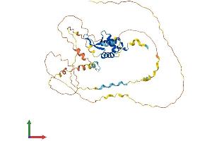 AlphaFold protein structure predicition of Mouse Recombinant Foxb2 Protein, UniprotID Q64733