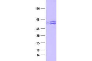 Western Blotting (WB) image for Kynurenine 3-Monooxygenase (Kynurenine 3-Hydroxylase) (KMO) protein (DYKDDDDK Tag) (ABIN2724437)