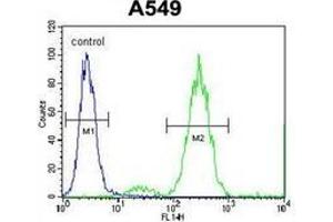 Flow cytometric analysis of A549 cells  using  Endothelin-1  Antibody  (right histogram) compared to a negative control cell (left histogram). (Endothelin 1 抗体  (Middle Region))