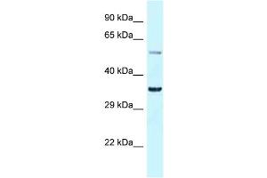 WB Suggested Anti-Bhlhe41 Antibody Titration: 1. (BHLHE41 抗体  (N-Term))