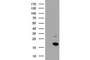 HEK293T cells were transfected with the pCMV6-ENTRY control (Left lane) or pCMV6-ENTRY CHCHD5 (Right lane) cDNA for 48 hrs and lysed. (CHCHD5 抗体  (AA 1-110))