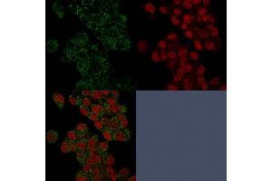 Confocal Immunofluorescence of HepG2 cells stained with Prohibitin Mouse Monoclonal Antibody (PHB/3225) labeled with CF488 (Green); Reddot is used to label the nuclei. (Prohibitin 抗体  (AA 167-261))