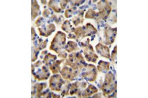 BTC Antibody (N-term) (ABIN655615 and ABIN2845096) immunohistochemistry analysis in formalin fixed and paraffin embedded human pancreas tissue followed by peroxidase conjugation of the secondary antibody and DAB staining. (Betacellulin 抗体  (N-Term))