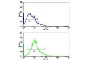 Flow cytometric analysis of Y79 cells using Beclin antibody (bottom histogram) compared to a negative control (top histogram).