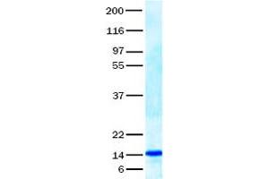 Validation with Western Blot (TRAIL Protein (Transcript Variant 1))