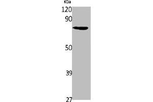 Western Blot analysis of 293 cells using SLC6A14 Polyclonal Antibody