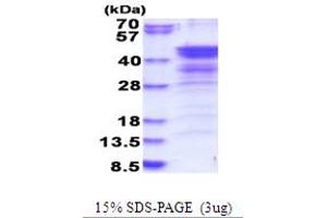 NDEL1 Protein (AA 1-328) (His tag)