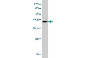 Western Blot detection against Immunogen (36. (SHBG 抗体  (AA 41-140))