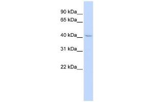 ZNF174 antibody used at 0. (ZNF174 抗体  (Middle Region))