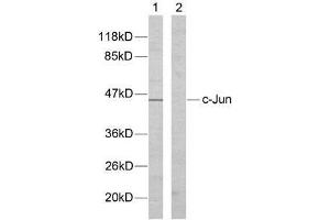 Western blot analysis of extracts from HeLa cells using c-Jun (Ab-170) antibody (E021023). (C-JUN 抗体)