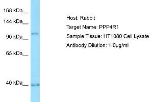 Host: RabbitTarget Name: PPP4R1Antibody Dilution: 1. (PPP4R1 抗体  (Middle Region))