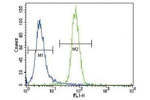 RUNX2 antibody flow cytometric analysis of NCI-H460 cells (right histogram) compared to a negative control (left histogram). (RUNX2 抗体  (AA 445-474))