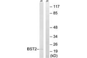 Western blot analysis of extracts from Jurkat cells, using BST2 Antibody. (BST2 抗体  (AA 81-130))