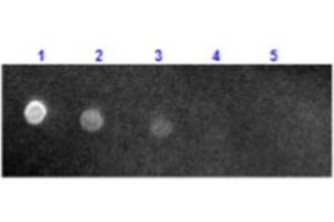 Dot Blot results of Sheep Anti-Mouse IgG Antibody Texas Conjugate. (绵羊 anti-小鼠 IgG (Heavy & Light Chain) Antibody (Texas Red (TR)) - Preadsorbed)