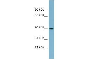 WB Suggested Anti-MOS  Antibody Titration: 0. (MOS 抗体  (Middle Region))
