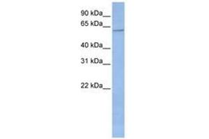 Image no. 1 for anti-Cytochrome P450, Family 2, Subfamily C, Polypeptide 19 (CYP2C19) (AA 324-373) antibody (ABIN6743076)