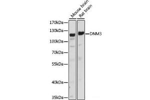 Western blot analysis of extracts of various cell lines using DNM3 Polyclonal Antibody at dilution of 1:1000. (Dynamin 3 抗体)