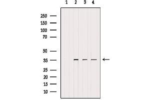 Western blot analysis of extracts from various samples, using UFD1L Antibody. (UFD1L 抗体  (Internal Region))