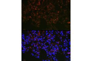 Immunofluorescence analysis of rat lung cells using NAPSA Rabbit pAb (ABIN6128367, ABIN6144368, ABIN6144369 and ABIN6221232) at dilution of 1:100 (40x lens). (NAPSA 抗体  (AA 25-250))