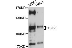 Western blot analysis of extracts of various cell lines, using E2F8 antibody (ABIN5970483) at 1/1000 dilution. (E2F8 抗体)