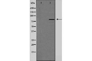 Western blot analysis of extracts from HeLa cells, using PMS2 antibody. (PMS2 抗体  (C-Term))