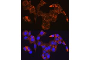 Immunofluorescence analysis of HeLa cells using GOT1 Rabbit mAb (ABIN7267426) at dilution of 1:100 (40x lens). (GOT1 抗体)