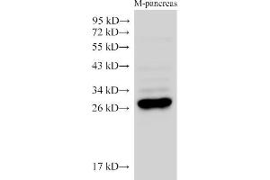 Western Blot analysis of Mouse pancreas using K1KB3 Ployclonal Antibody at dilution of 1:2500. (KLK1B3 抗体)