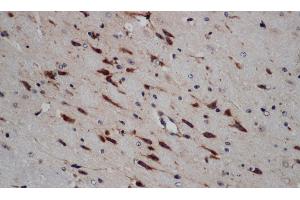Immunohistochemistry of paraffin-embedded Mouse brain using ERG Polyclonal Antibody at dilution of 1:50 (ERG 抗体)