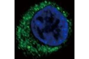 Image no. 2 for anti-Endothelin Receptor Type A (EDNRA) (AA 132-162) antibody (ABIN452933) (Endothelin-1 Receptor 抗体  (AA 132-162))