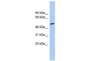 CHRNA5 antibody used at 0. (CHRNA5 抗体  (Middle Region))