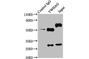 Immunoprecipitating YWHAG in NIH/3T3 whole cell lysate Lane 1: Rabbit control IgG instead of ABIN7142095 in NIH/3T3 whole cell lysate. (14-3-3 gamma 抗体  (AA 113-194))