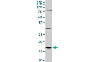 Western Blotting (WB) image for anti-Cofilin 1 (CFL1) (AA 1-166) antibody (ABIN514354)