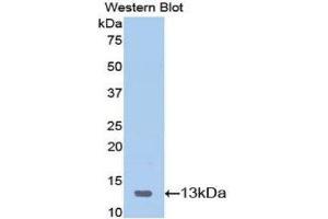 Western Blotting (WB) image for anti-Serum Amyloid A (SAA) (AA 20-122) antibody (ABIN1078526)