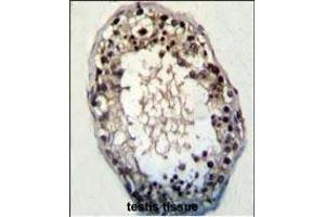 JHDM2a Antibody (N-term) (ABIN387995 and ABIN2845282) immunohistochemistry analysis in formalin fixed and paraffin embedded human testis tissue followed by peroxidase conjugation of the secondary antibody and DAB staining. (KDM3A 抗体  (N-Term))