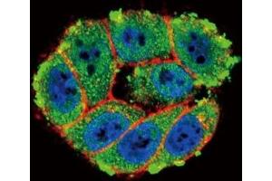 Confocal immunofluorescent analysis of PKC alpha antibody with HeLa cells followed by Alexa Fluor 488-conjugated goat anti-rabbit lgG (green). (PKC alpha 抗体  (AA 299-329))