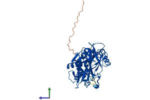 AlphaFold protein structure predicition of Mouse Recombinant Bcat1 Protein, UniprotID P24288 (BCAT1 Protein (AA 1-386) (His tag))