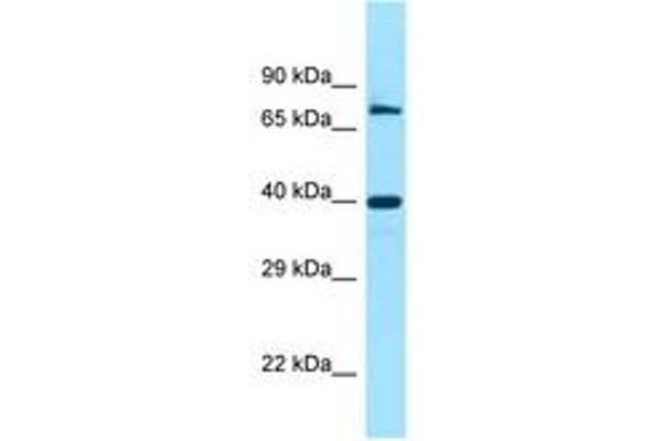 FAM54A 抗体  (C-Term)