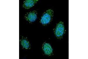 Confocal immunofluorescent analysis of DTNA / DRP3 Antibody (C-term) Cat. (DTNA 抗体  (C-Term))
