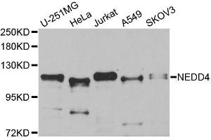 Western blot analysis of extracts of various cell lines, using NEDD4 antibody (ABIN5970204) at 1/1000 dilution. (NEDD4 抗体)