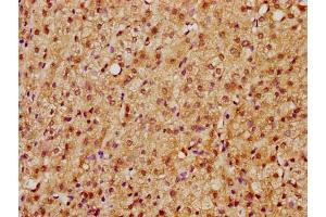 IHC image of nsucHU diluted at 1:10 and staining in paraffin-embedded human adrenal gland tissue performed on a Leica BondTM system. (Histone H2B 抗体  (AA 112-123))