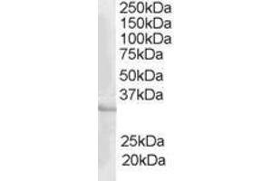 Image no. 1 for anti-CAMP Responsive Element Modulator (CREM) (AA 336-349) antibody (ABIN294682) (CREM 抗体  (AA 336-349))
