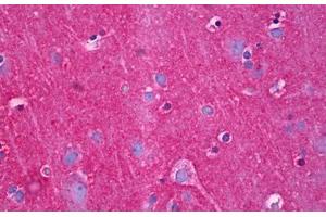 Anti-NDRG4 antibody IHC staining of human brain, cortex neuropil. (NDRG4 抗体  (AA 1-340))