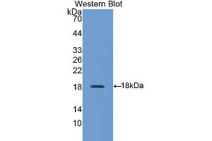 Western Blotting (WB) image for anti-Family with Sequence Similarity 132, Member A (FAM132A) (AA 92-241) antibody (ABIN1858792) (FAM132A 抗体  (AA 92-241))