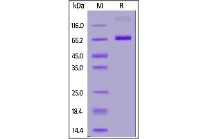 Fed Human CD38, Fc Tag on  under reducing (R) condition.