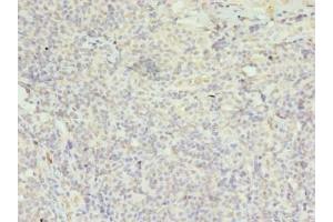 Immunohistochemistry of paraffin-embedded human tonsil tissue using ABIN7152974 at dilution of 1:100 (FPR1 抗体  (AA 306-350))