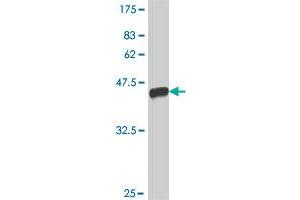 Western Blot detection against Immunogen (38. (PAFAH1B1 抗体  (AA 1-110))