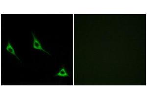 Immunofluorescence (IF) image for anti-Olfactory Receptor, Family 51, Subfamily A, Member 7 (OR51A7) (C-Term) antibody (ABIN1853258) (OR51A7 抗体  (C-Term))