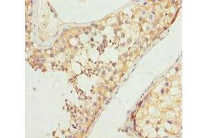 Immunohistochemistry of paraffin-embedded human testis tissue using ABIN7161255 at dilution of 1:100 (NCALD 抗体  (AA 1-193))