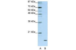 FAM121B antibody used at 1. (APOO 抗体  (C-Term))